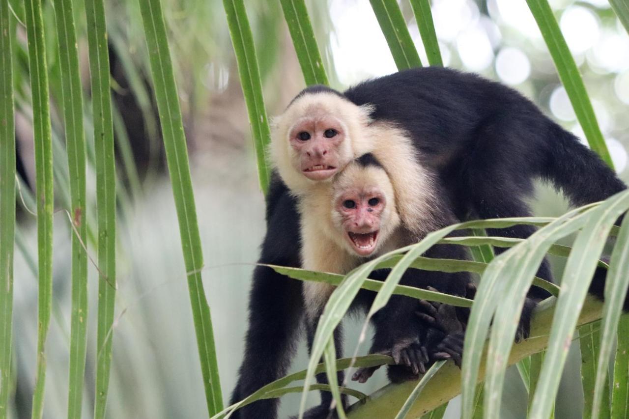Four Monkeys Eco Lodge Jungle & Beach - The House Cabo Matapalo Dış mekan fotoğraf
