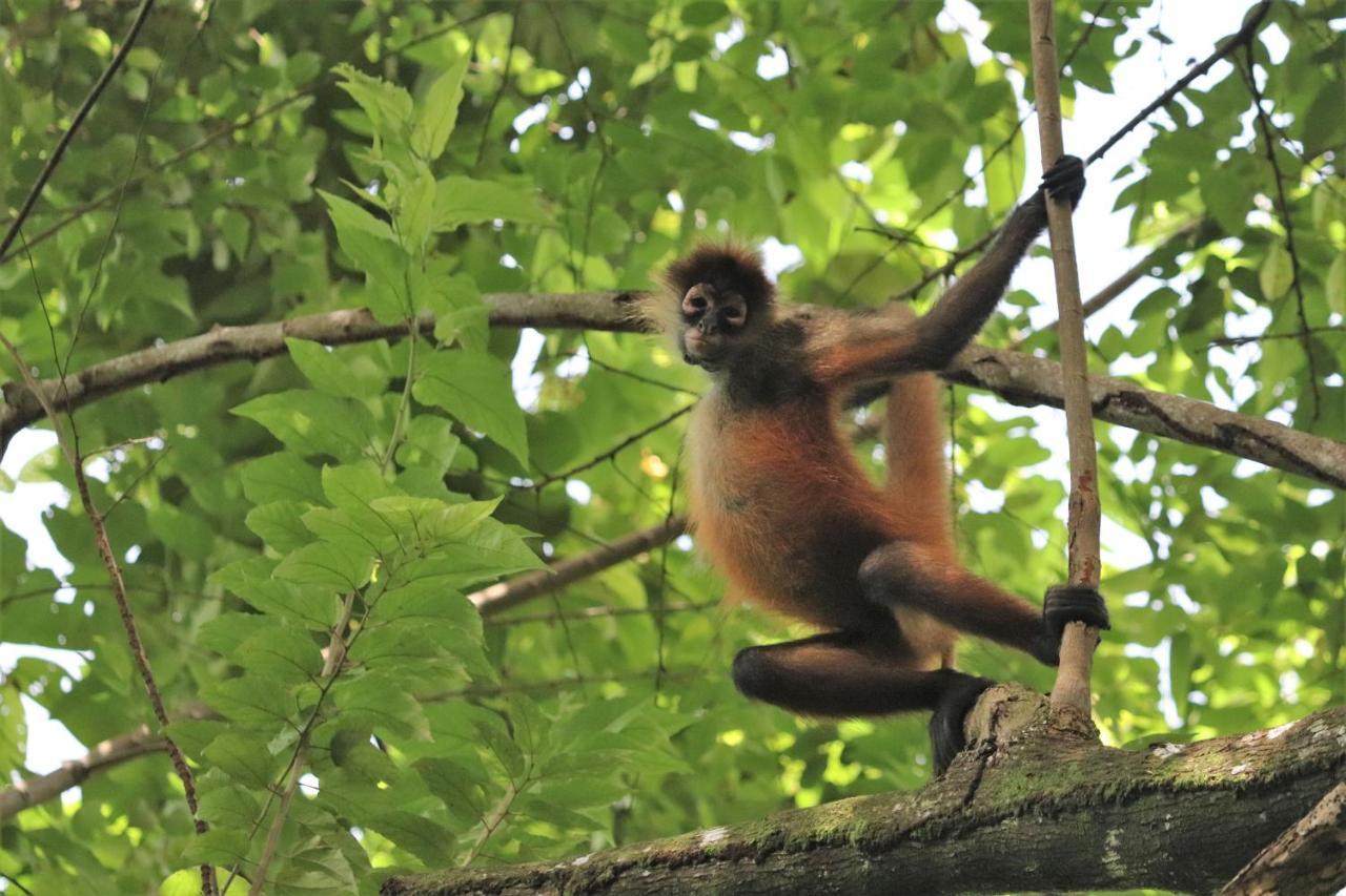 Four Monkeys Eco Lodge Jungle & Beach - The House Cabo Matapalo Dış mekan fotoğraf